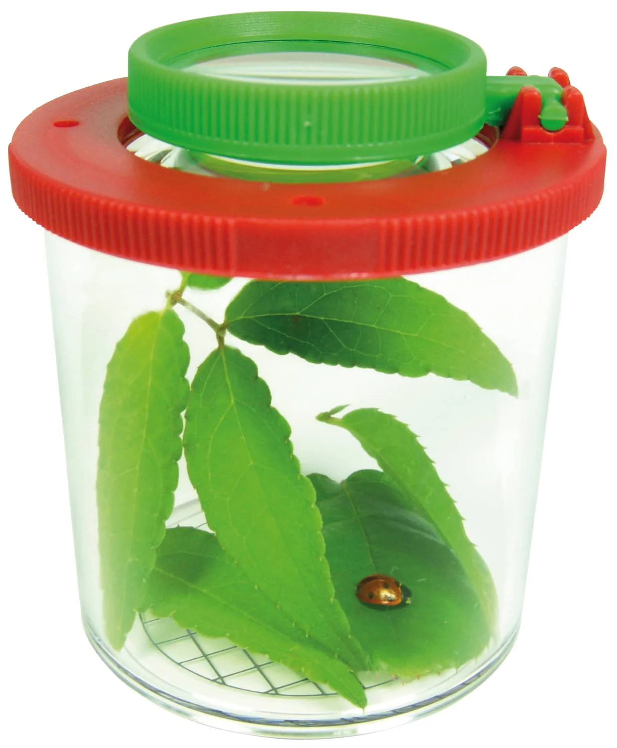 Boite-loupe pour observer les insectes