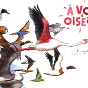 A Vol d'Oiseau, la Migration des Oiseaux