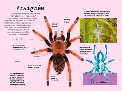 Construis en 3D - Insectes - âge minimum 3 ans – Image 2