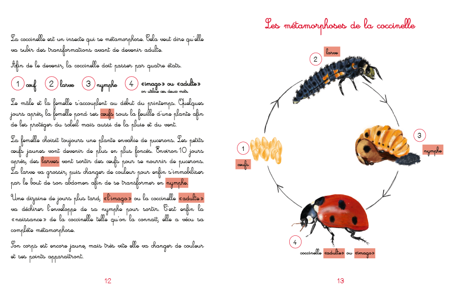 Livre Le jardin de Juliette et Joséphine « La Coccinelle » – Image 2